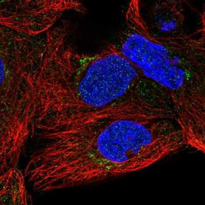 Immunocytochemistry/ Immunofluorescence: SLC35A5 Antibody [NBP2-58240]