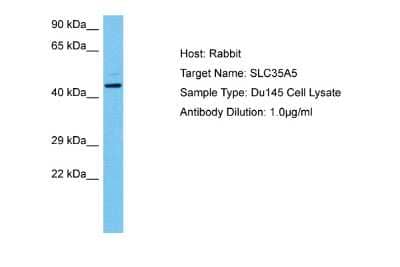 Western Blot: SLC35A5 Antibody [NBP2-88300]