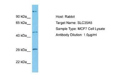 Western Blot: SLC35A5 Antibody [NBP2-88301]