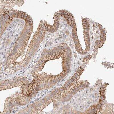 Immunohistochemistry-Paraffin: SLC35B2 Antibody [NBP1-80641]