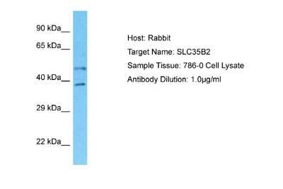 Western Blot: SLC35B2 Antibody [NBP2-83547]