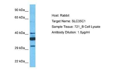 Western Blot: SLC35C1 Antibody [NBP2-85749]