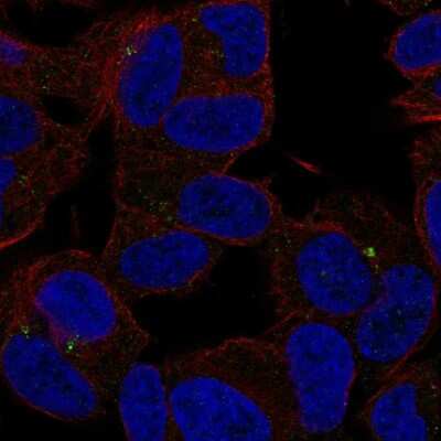 Immunocytochemistry/ Immunofluorescence: SLC35D3 Antibody [NBP2-57003]