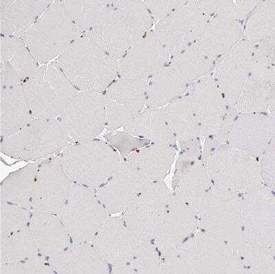 Immunohistochemistry-Paraffin: SLC35D3 Antibody [NBP1-81867]