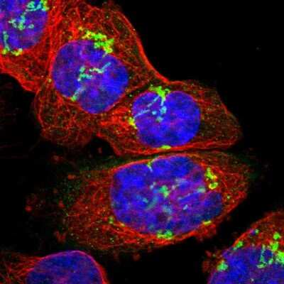 Immunocytochemistry/ Immunofluorescence: SLC35E1 Antibody [NBP1-94009]
