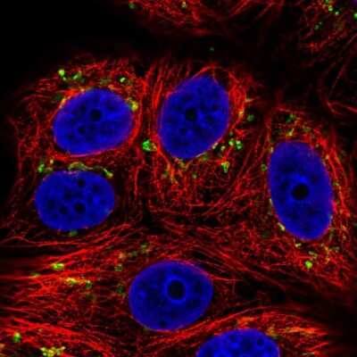 Immunocytochemistry/ Immunofluorescence: SLC35E1 Antibody [NBP2-56944]