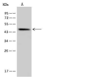 Western Blot: SLC35E1 Antibody [NBP2-97796]