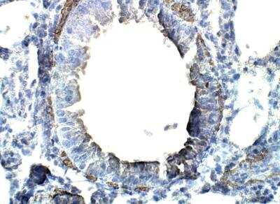 Immunohistochemistry-Paraffin: SLC35E4 Antibody [NBP3-12349]