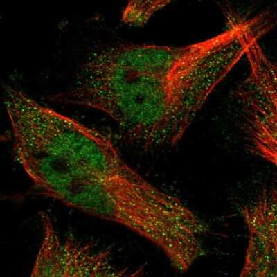 Immunocytochemistry/ Immunofluorescence: SLC35F1 Antibody [NBP1-86755]