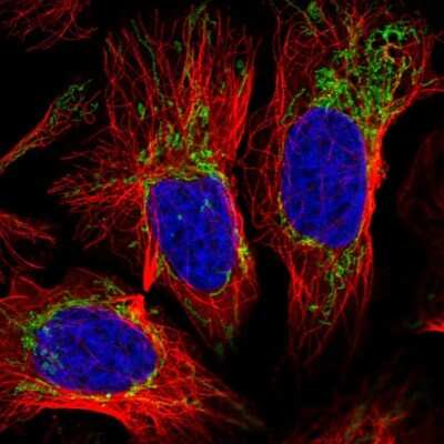 Immunocytochemistry/ Immunofluorescence: SLC35F2 Antibody [NBP2-58197]