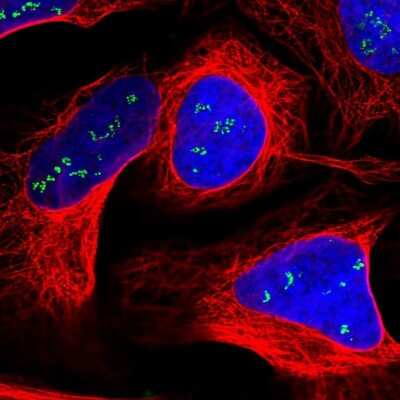 Immunocytochemistry/ Immunofluorescence: SLC35F4 Antibody [NBP1-94126]