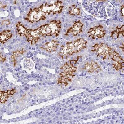 Immunohistochemistry-Paraffin: SLC36A2 Antibody [NBP1-92401]