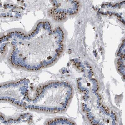 Immunohistochemistry-Paraffin: SLC37A2 Antibody [NBP1-83879]