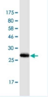 Western Blot: SLC37A4 Antibody (7B9) [H00002542-M01-100ug]