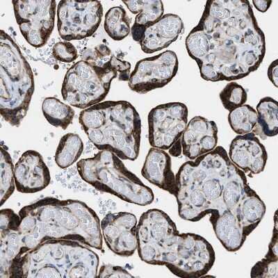 Immunohistochemistry-Paraffin: SLC38A10 Antibody [NBP1-81194]