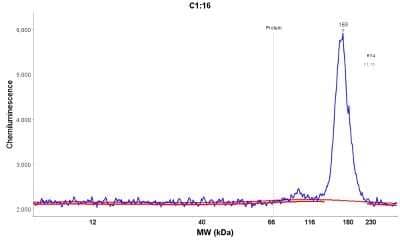 Simple Western: SLC38A10 Antibody [NBP1-81193]