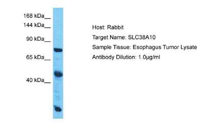 Western Blot: SLC38A10 Antibody [NBP2-88303]