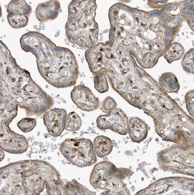 Immunohistochemistry-Paraffin: SLC38A2 Antibody [NBP1-88872]