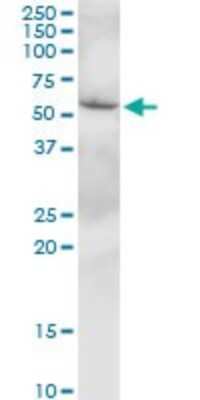 Western Blot: SLC38A3 Antibody [H00010991-B01P]