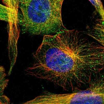 Immunocytochemistry/ Immunofluorescence: SLC38A6 Antibody [NBP1-81010]