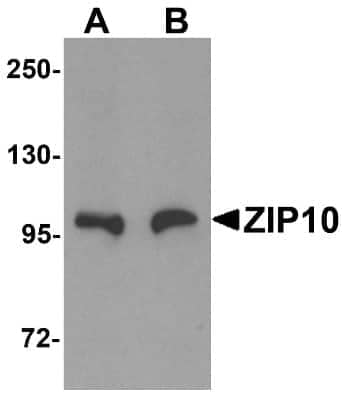 Western Blot: SLC39A10 AntibodyBSA Free [NBP1-76507]