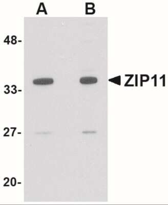 Western Blot: SLC39A11 AntibodyBSA Free [NBP1-77344]