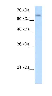 Western Blot: SLC39A12 Antibody [NBP1-62528]