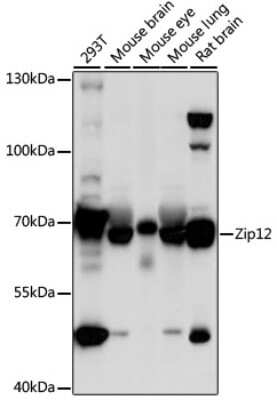 Western Blot: SLC39A12 AntibodyAzide and BSA Free [NBP2-93599]