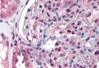 Immunohistochemistry-Paraffin: SLC39A14 Antibody - BSA Free [NBP3-06675]