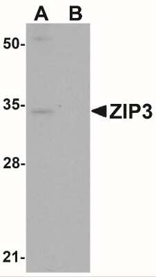 Western Blot: SLC39A3 AntibodyBSA Free [NBP1-76500]