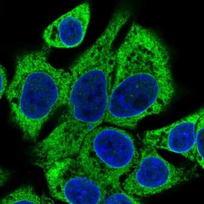 Immunocytochemistry/ Immunofluorescence: SLC39A7/ZIP7 Antibody [NBP2-13338]