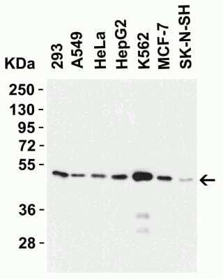 Western Blot: SLC39A7/ZIP7 AntibodyBSA Free [NBP1-76504]