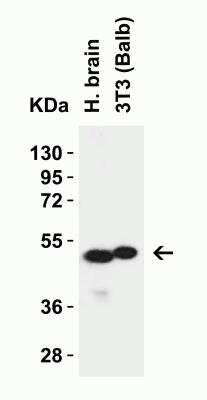 Western Blot: SLC39A7/ZIP7 AntibodyBSA Free [NBP1-76504]
