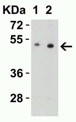 Western Blot: SLC39A7/ZIP7 AntibodyBSA Free [NBP1-76504]