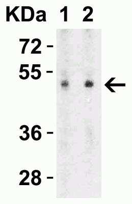 Western Blot: SLC39A7/ZIP7 AntibodyBSA Free [NBP1-76504]