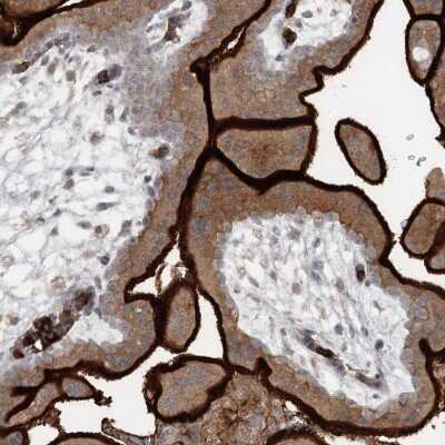 Immunohistochemistry-Paraffin: SLC39A8/ZIP8 Antibody [NBP2-34058]