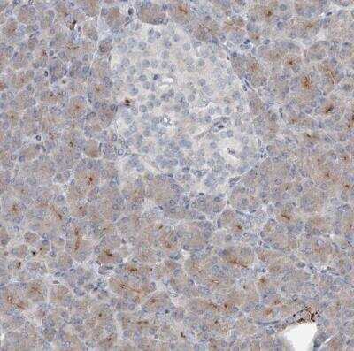 Immunohistochemistry-Paraffin: SLC39A8/ZIP8 Antibody [NBP2-34058]