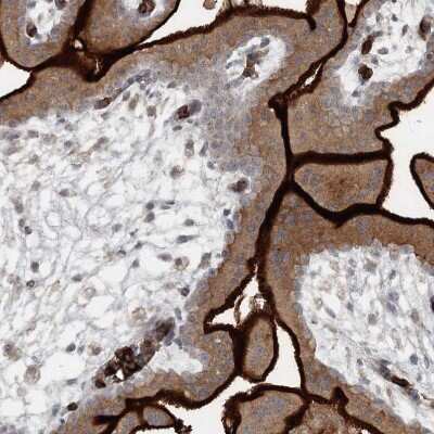 Immunohistochemistry-Paraffin: SLC39A8/ZIP8 Antibody [NBP2-34058]