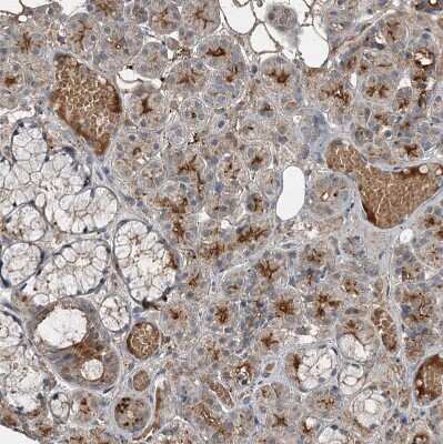 Immunohistochemistry-Paraffin: SLC39A8/ZIP8 Antibody [NBP2-34058]