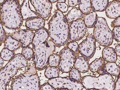 Immunohistochemistry-Paraffin: SLC39A8/ZIP8 Antibody [NBP2-97997]