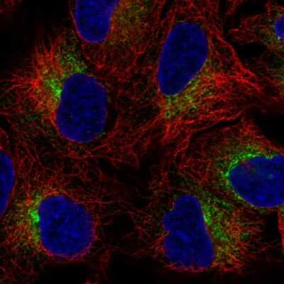 Immunocytochemistry/ Immunofluorescence: SLC39A9/ZIP9 Antibody [NBP2-57957]