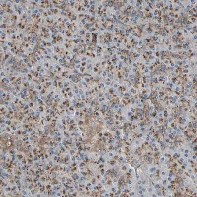 Immunohistochemistry-Paraffin: SLC39A9/ZIP9 Antibody [NBP1-83760]