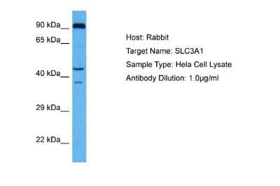 Western Blot: SLC3A1 Antibody [NBP2-85757]