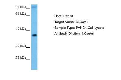 Western Blot: SLC3A1 Antibody [NBP2-85758]