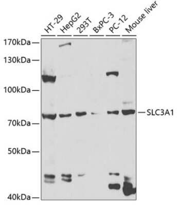 Western Blot: SLC3A1 AntibodyBSA Free [NBP2-93116]