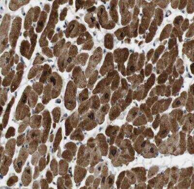Immunohistochemistry-Paraffin: SLC41A1 Antibody [NBP1-82652]
