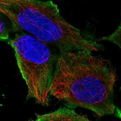 Immunocytochemistry/ Immunofluorescence: SLC41A3 Antibody [NBP2-48837]