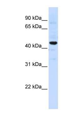 Western Blot: SLC41A3 Antibody [NBP1-59764]