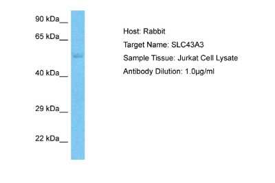 Western Blot: SLC43A3 Antibody [NBP2-88307]