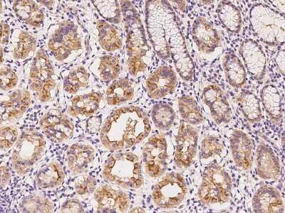 Immunohistochemistry-Paraffin: SLC44A3 Antibody [NBP2-98569]